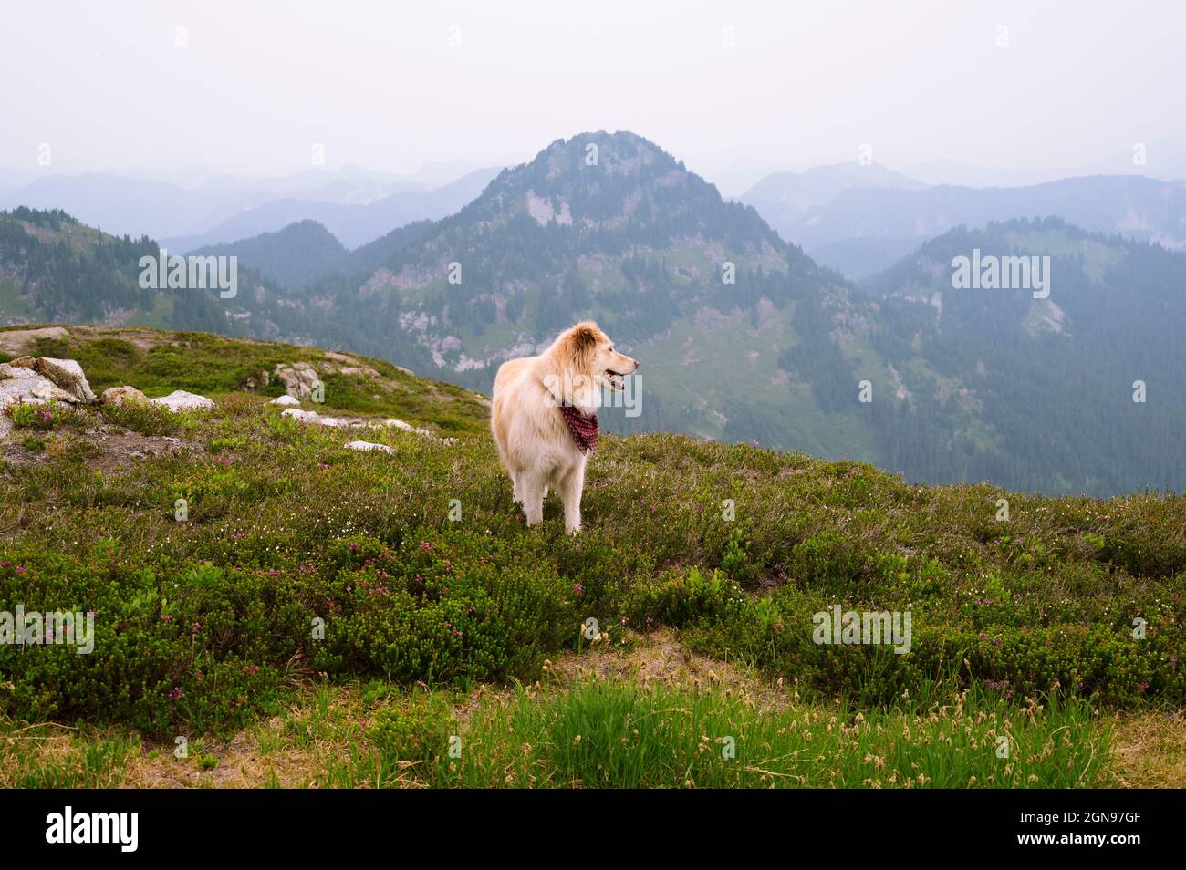 Carino cane in piedi nell'erica della montagna Foto Stock