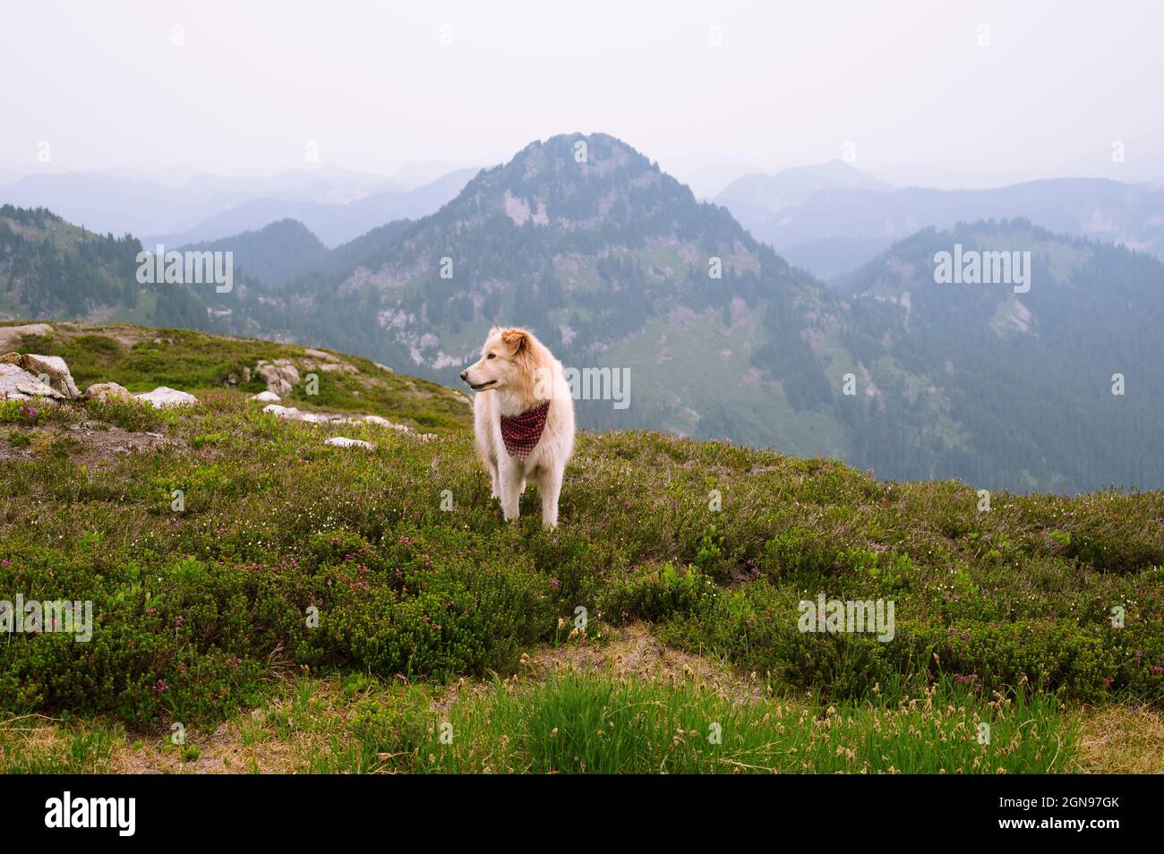 Carino cane soffice in piedi nella montagna delle montagne a nord cascata Foto Stock
