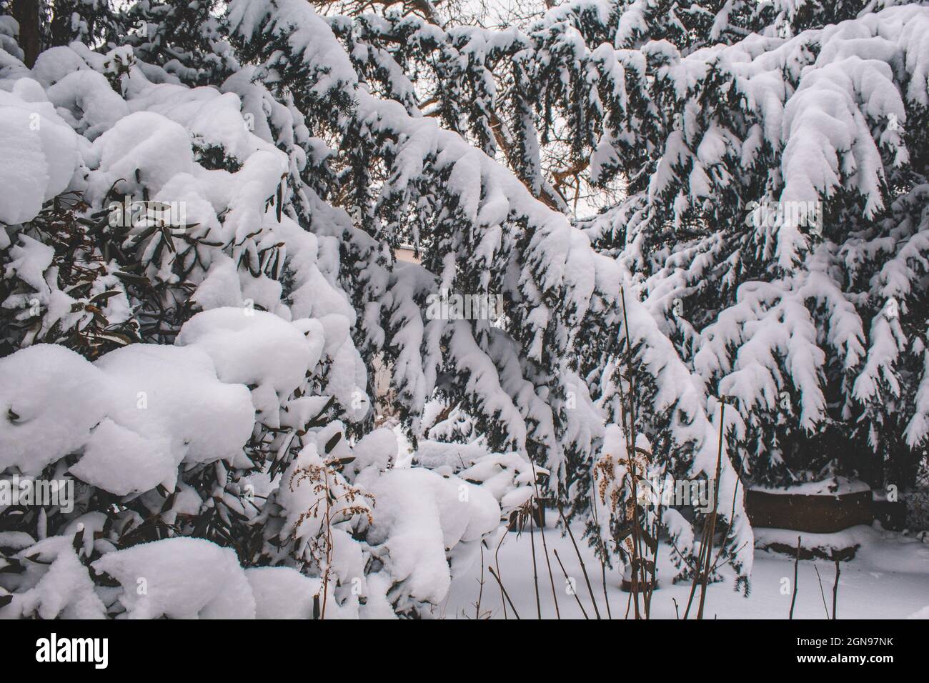 Albero di conifere coperto di neve in una fredda giornata invernale. Albero di Natale. Simbolo per le vacanze di natale e d'inverno Foto Stock