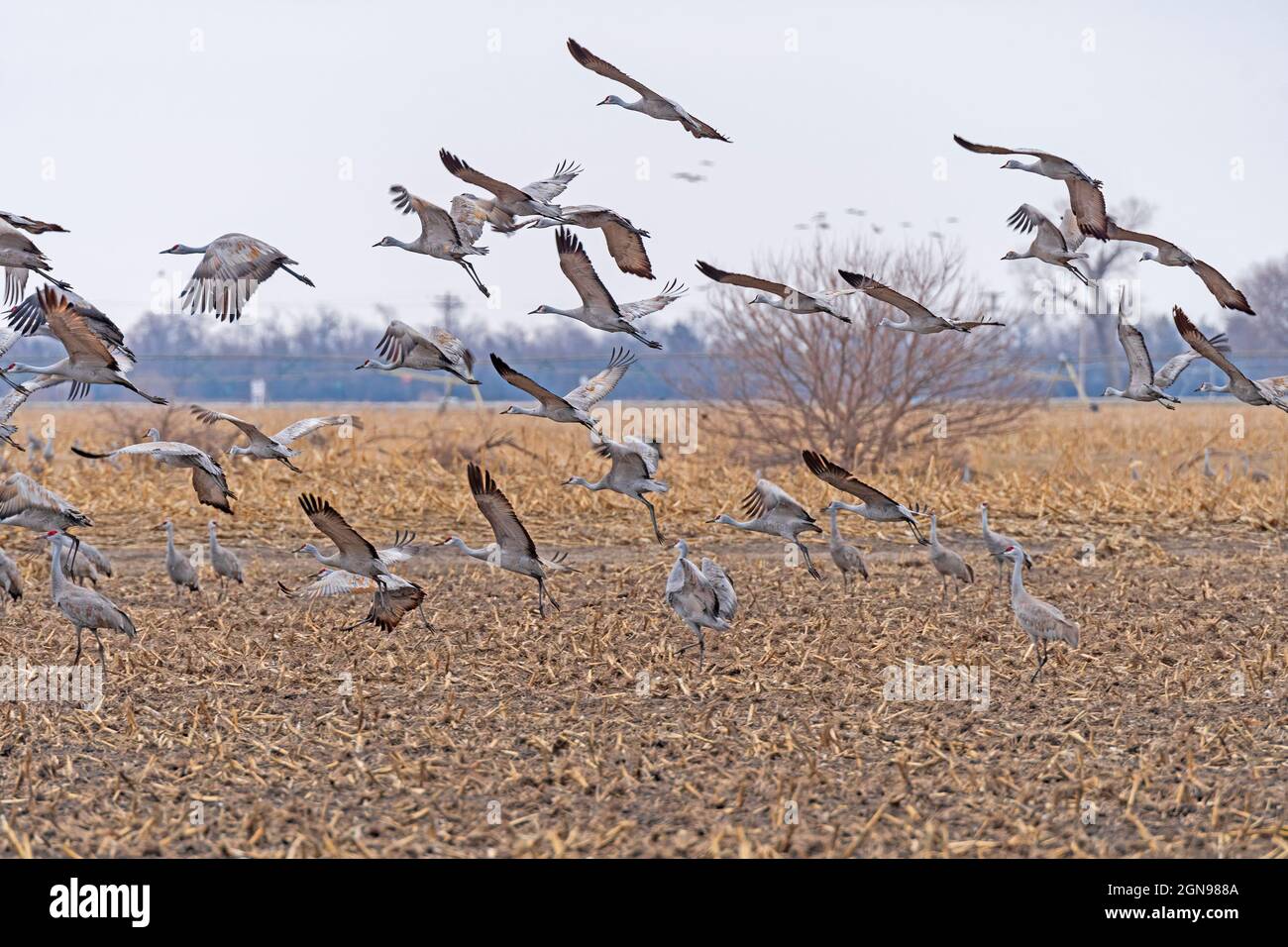 Sandhill Cranes decollo da un campo agricolo vicino a Kearney, Nebraska Foto Stock