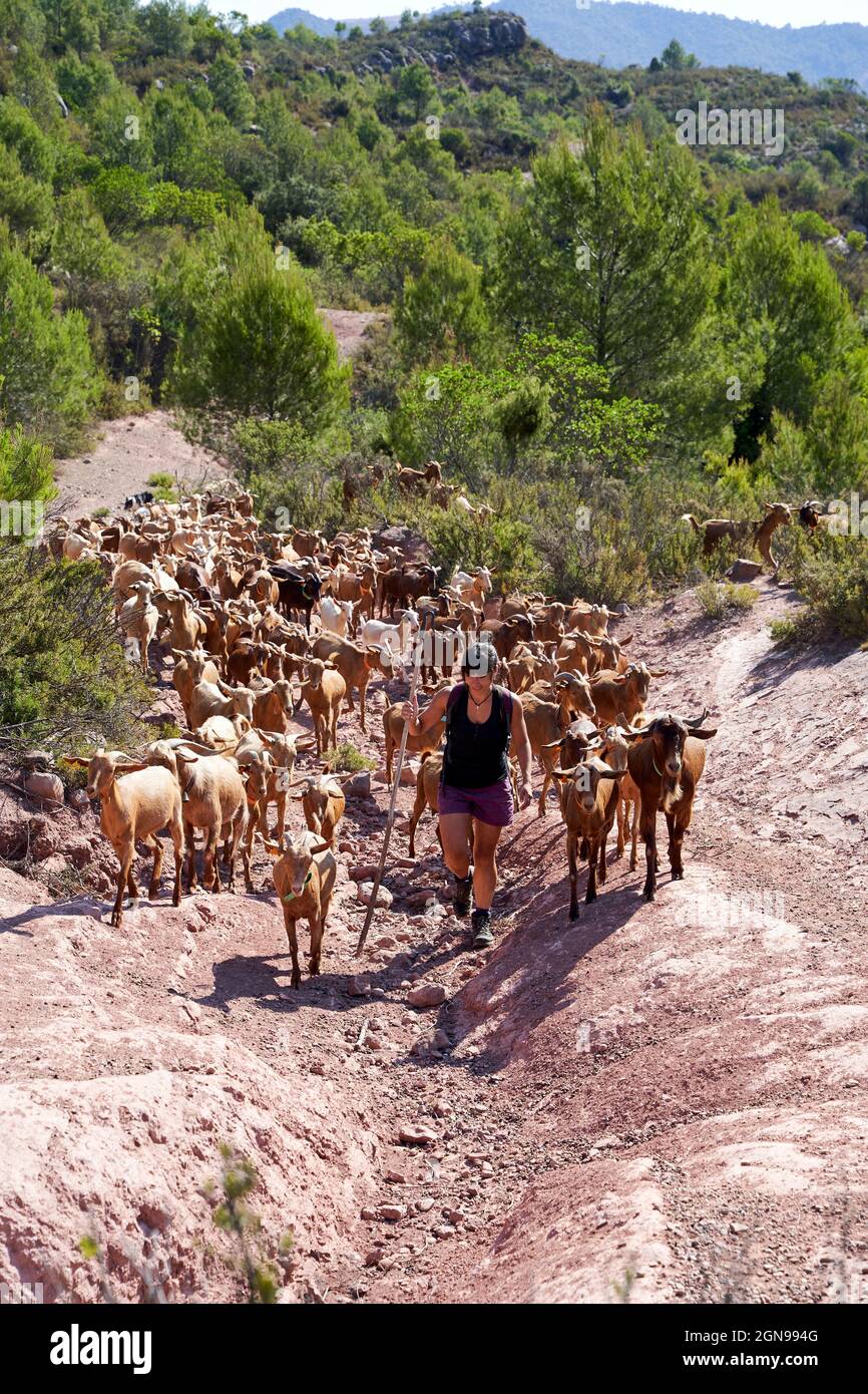 Agricoltore femminile con capre che si arrampicano in montagna durante la giornata di sole Foto Stock