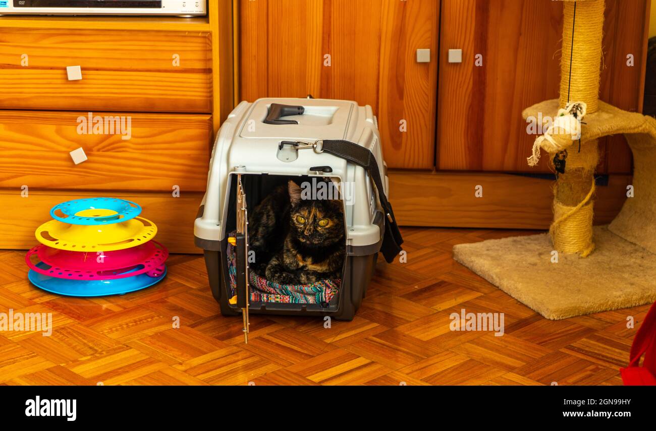 il gatto si trova nella sua scatola di trasporto Foto Stock
