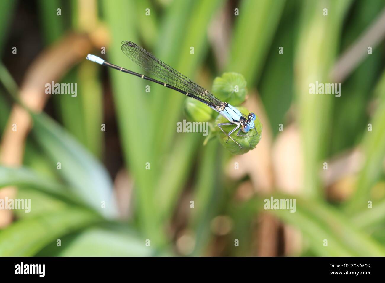 Un damselfly bluet (Enallagma cyathigerum) è arroccato su un bocciolo di fiori non aperto. Foto Stock