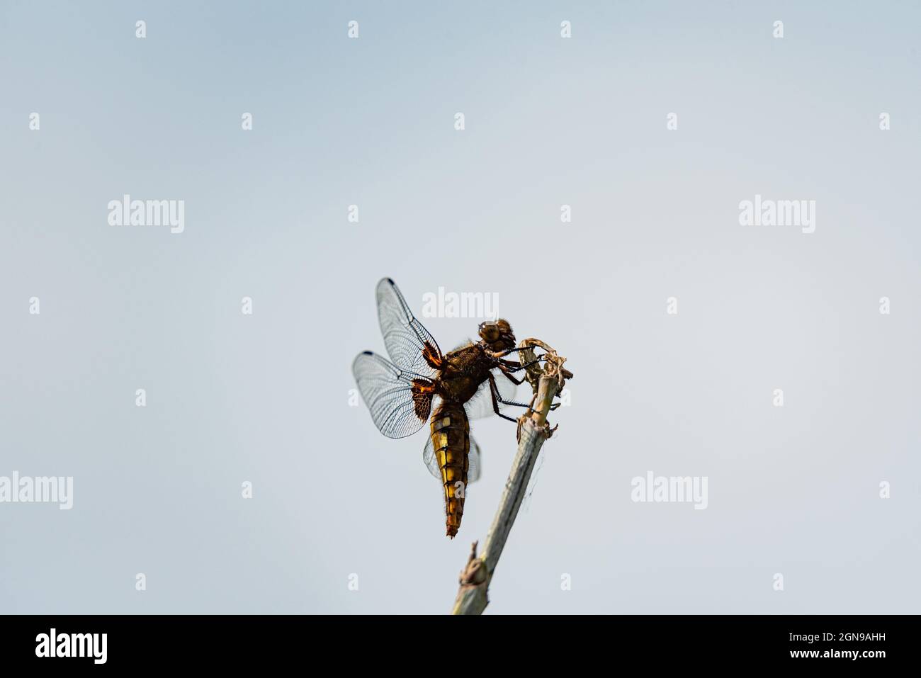Dragonfly con un addome giallo. Libellula depressiva primo piano. Ali trasparenti per insetti con una struttura visibile di vene. Una foto macro di un grande INS Foto Stock