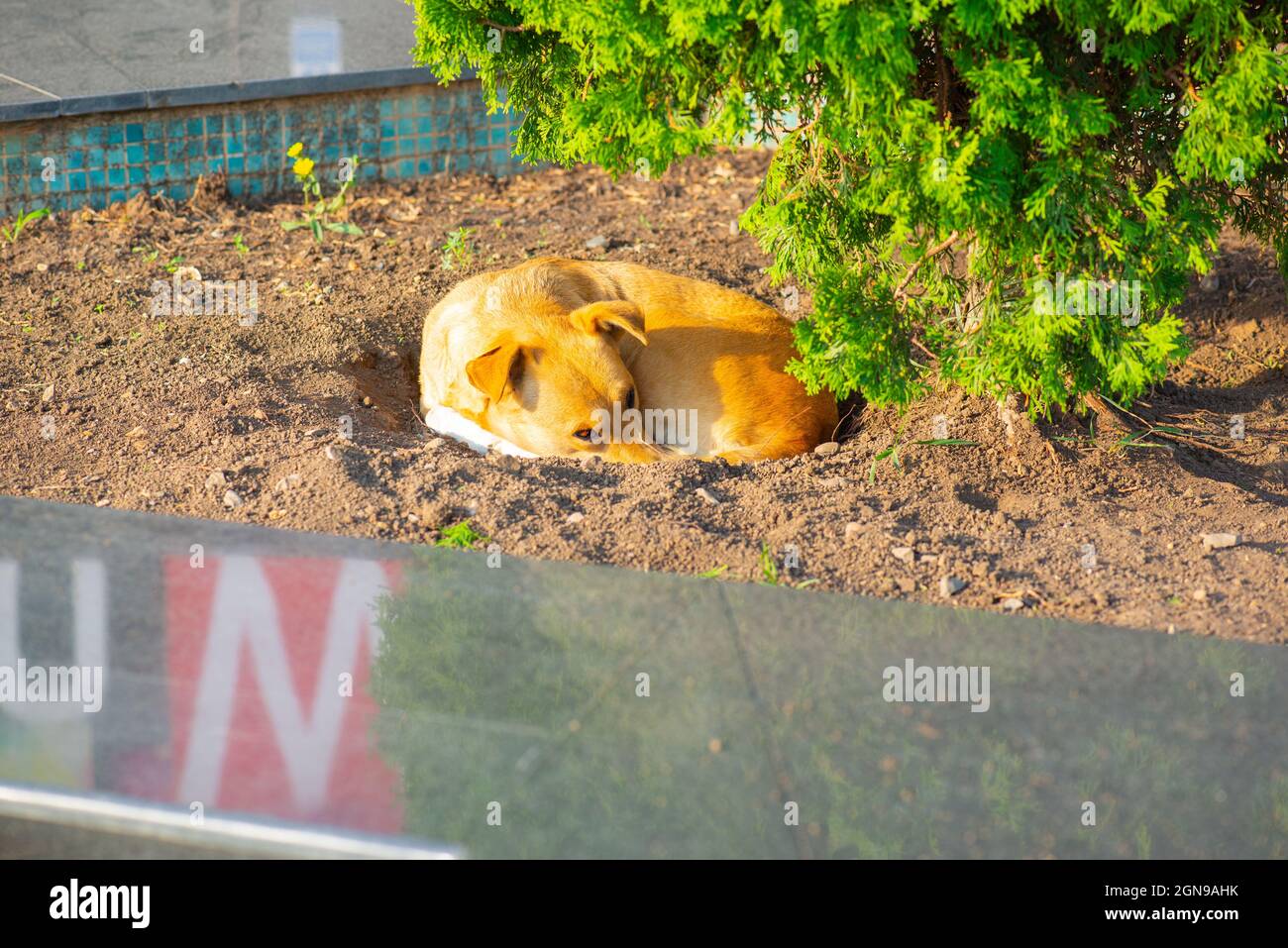 il cane dorme soundly sull'erba Foto Stock