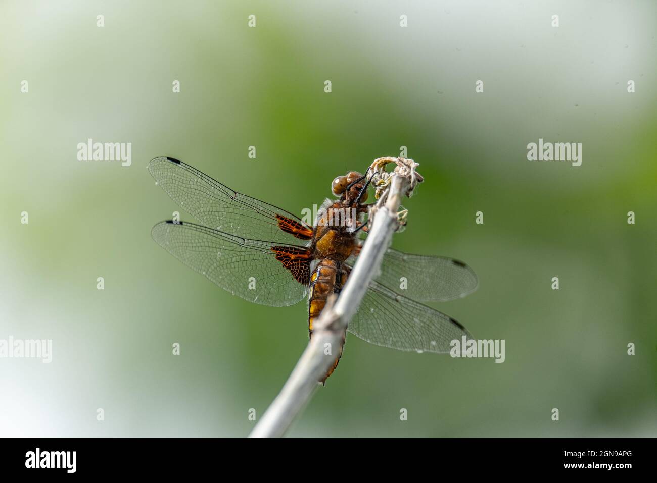 Dragonfly con un addome giallo. Libellula depressiva primo piano. Ali trasparenti per insetti con una struttura visibile di vene. Una foto macro di un grande INS Foto Stock