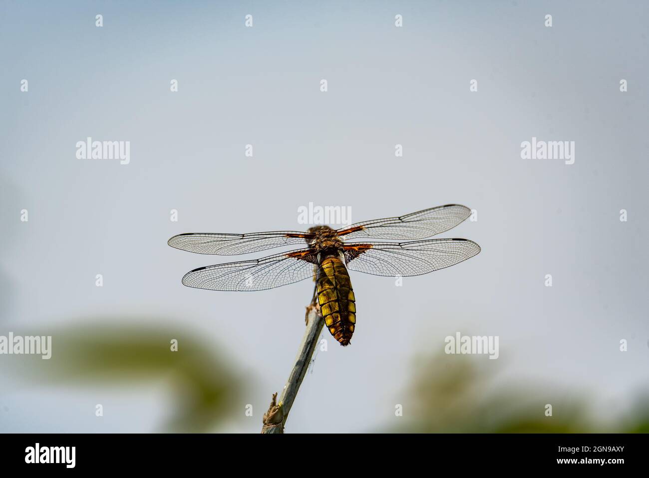 Dragonfly con un addome giallo. Libellula depressiva primo piano. Ali trasparenti per insetti con una struttura visibile di vene. Una foto macro di un grande INS Foto Stock
