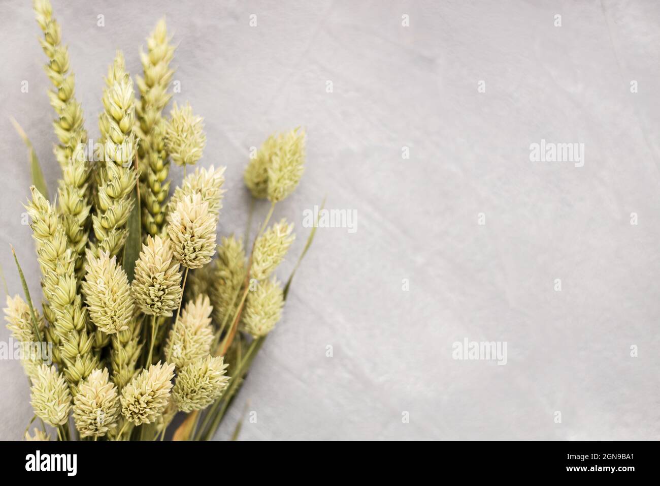 Bouquet di bella verde chiaro fiori secchi su cemento grigio aspetto sfondo. Concetto di decorazione domestica. Foto Stock