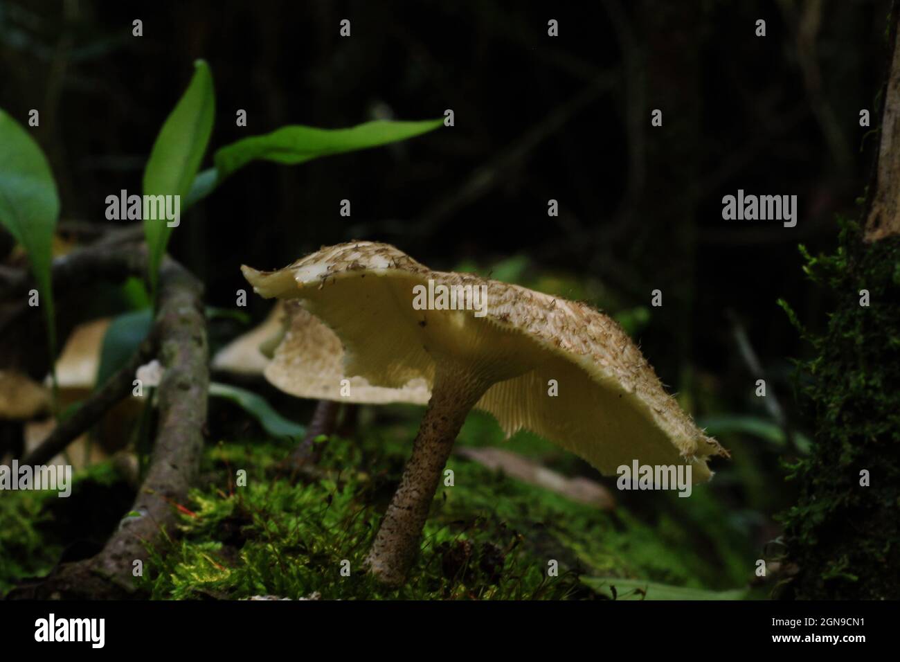 I funghi crescono nella foresta atlantica. Foto Stock
