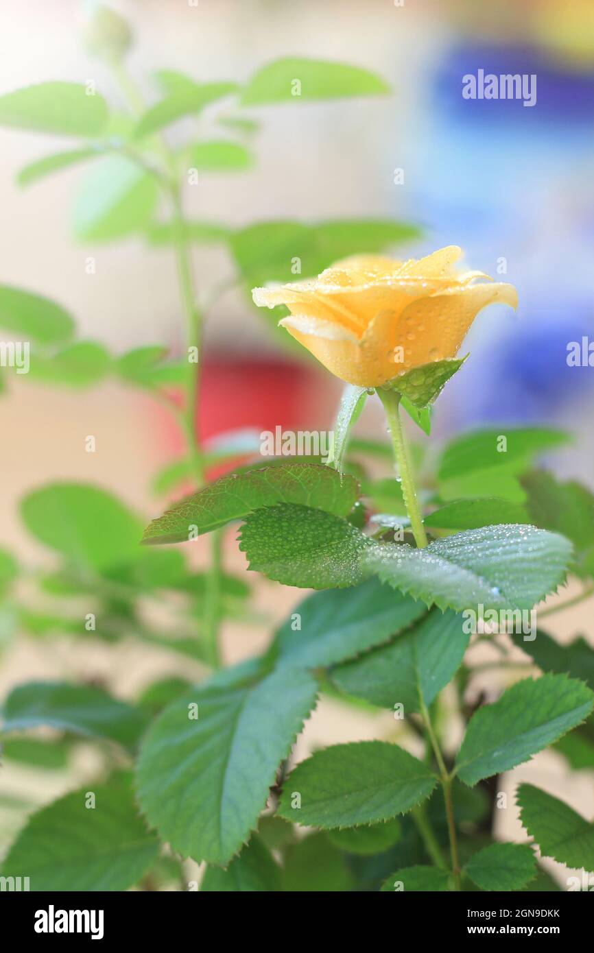 Una rosa gialla con rugiada fresca su sfondo colorato. Foto Stock