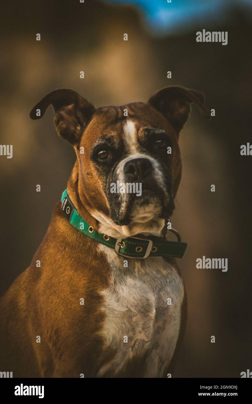 Ritratto verticale di un cane pugile con un collare verde Foto Stock