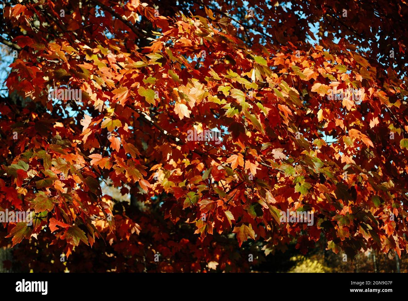 Coloratissimo fogliame autunnale nell'Ohio nord-orientale Foto Stock