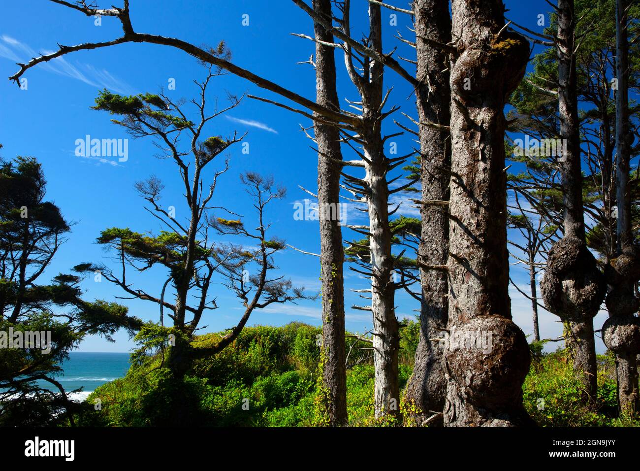 Abete Sitka lungo Spruce Burl Trail, Olympic National Park, Washington Foto Stock