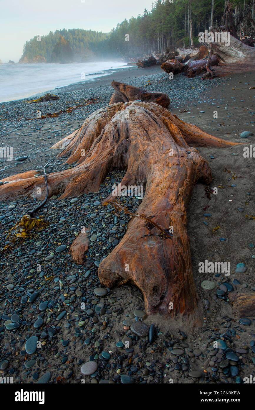 Drift in legno moncone sulla spiaggia di Rialto, Olympic National Park, Washington Foto Stock