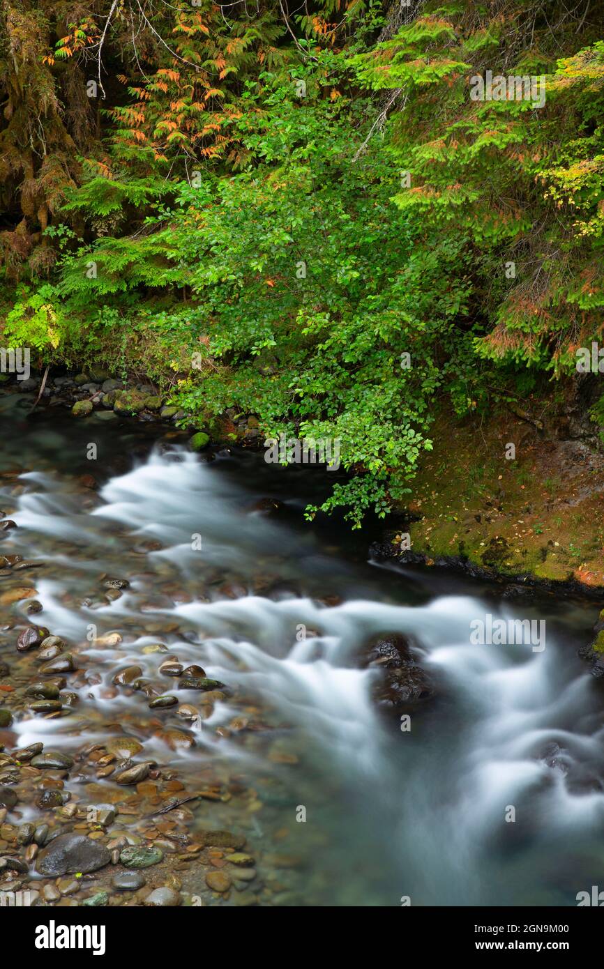 Gray Wolf River, Olympic National Forest, Washington Foto Stock