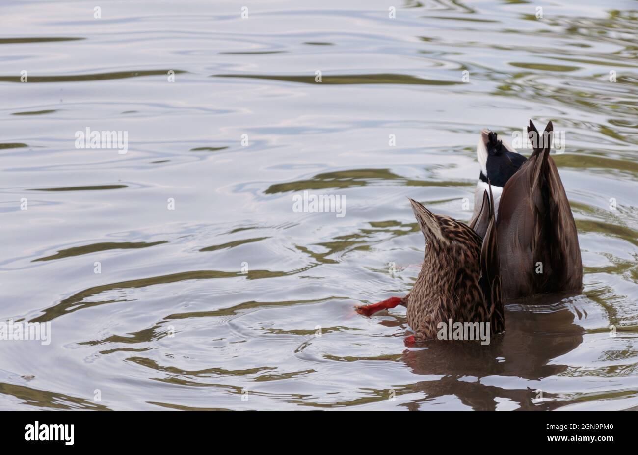 Un paio d'immersione di anatre di Mallard, maschio e femmina, con le loro teste ubriate sotto l'acqua e si infila in aria sull'acqua del lago, con spazio copia Foto Stock