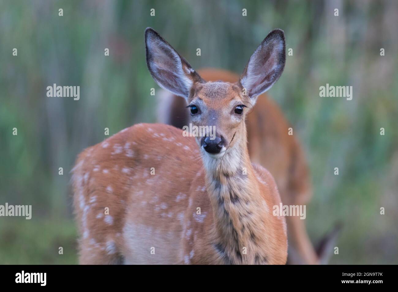 Daino dalla coda bianca Fawn in estate Foto Stock