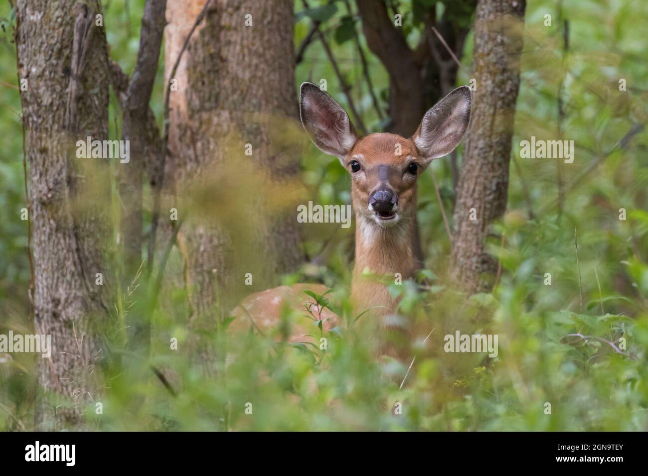 Daino dalla coda bianca Fawn in estate Foto Stock