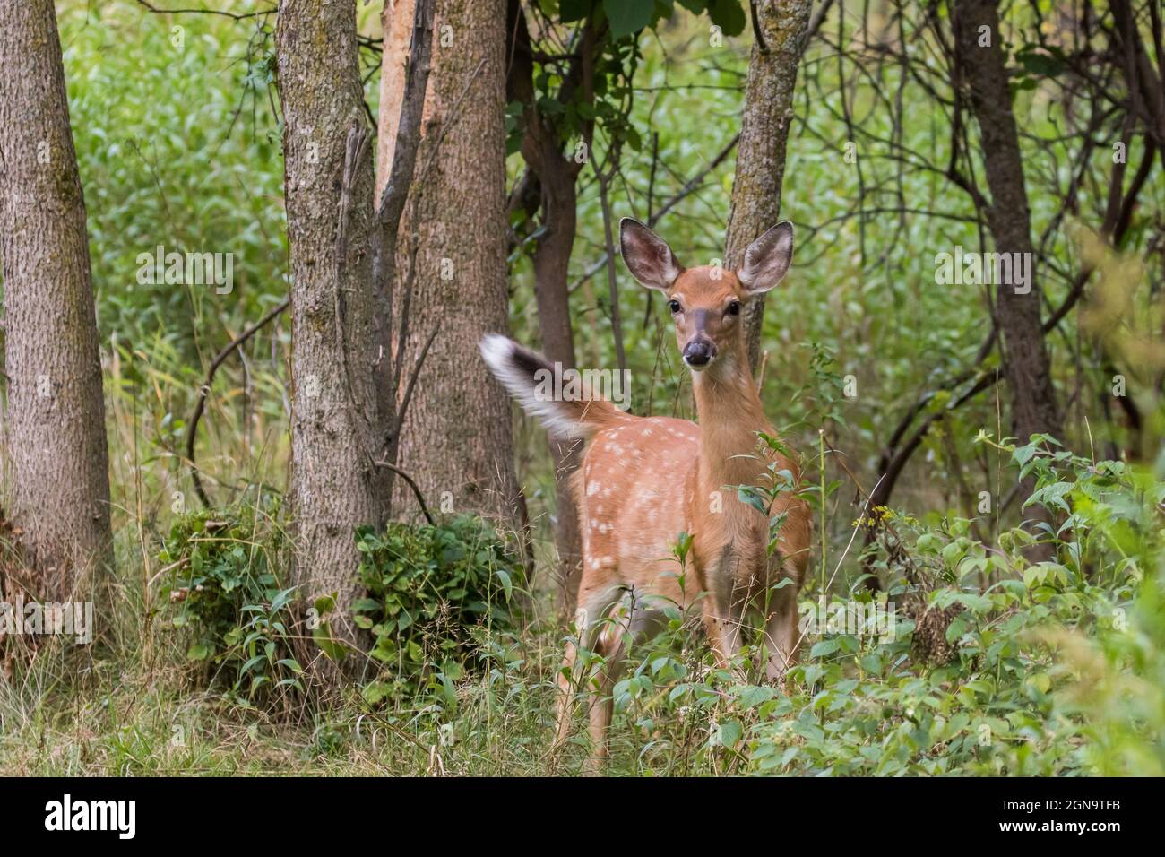 Daino dalla coda bianca Fawn in estate Foto Stock