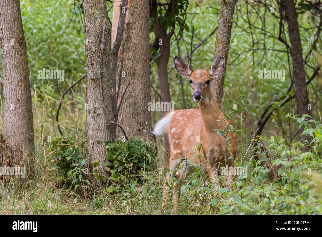 Daino dalla coda bianca Fawn in estate Foto Stock