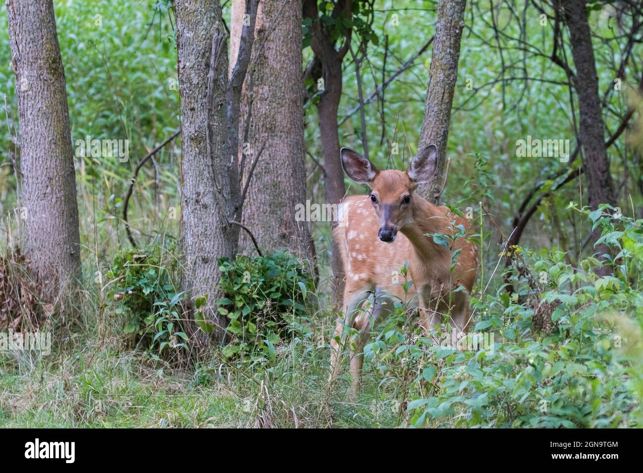 Daino dalla coda bianca Fawn in estate Foto Stock
