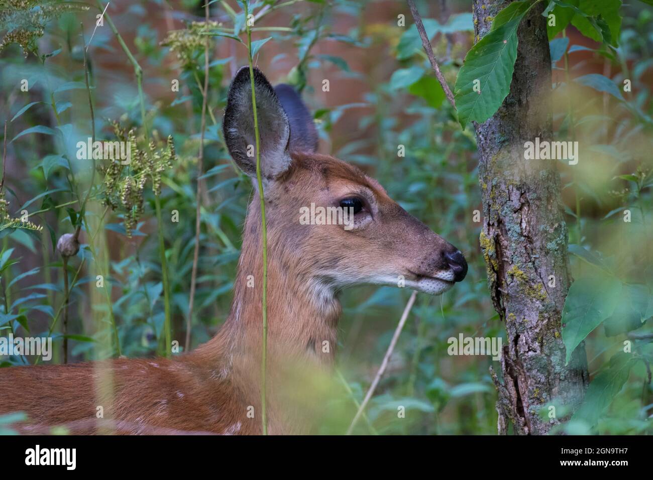 Daino dalla coda bianca Fawn in estate Foto Stock