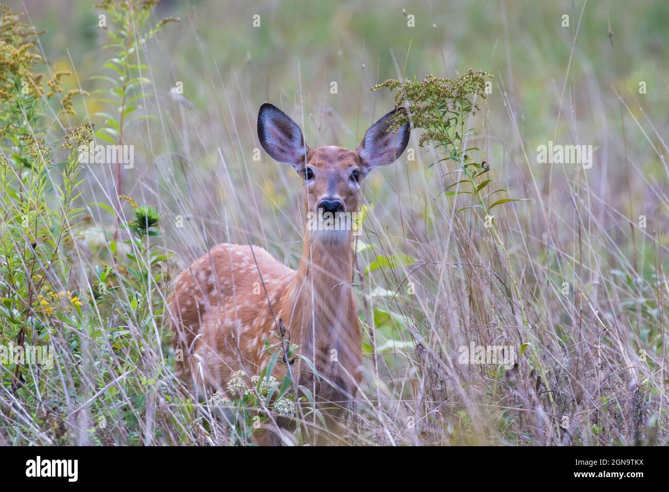 Daino dalla coda bianca Fawn in estate Foto Stock