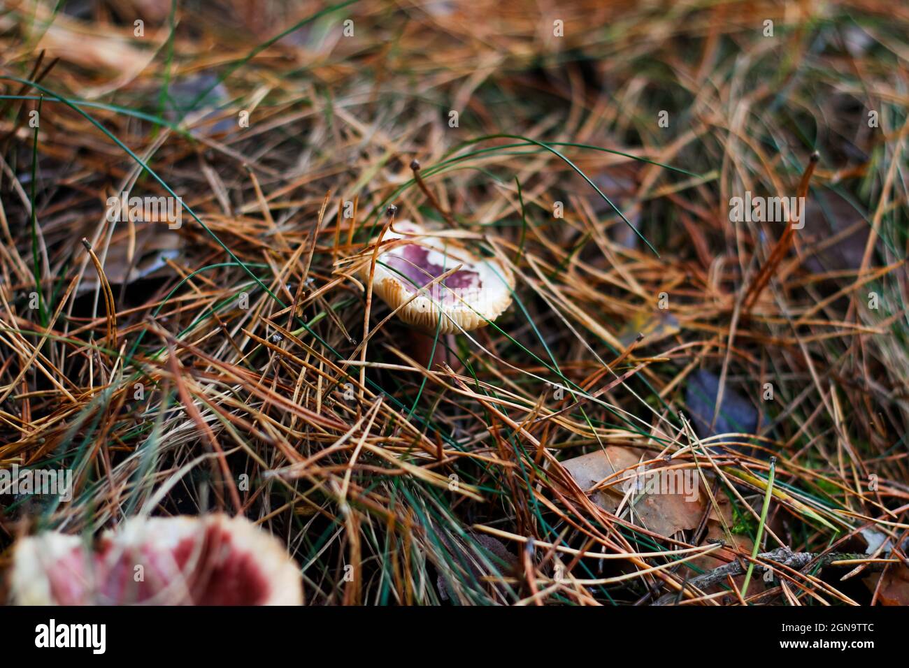 Sfocare il fungo rosso russula tra erba secca, foglie e aghi. Funghi commestibili che crescono nella foresta verde. Boleto nascosto in terra. Vista laterale Foto Stock