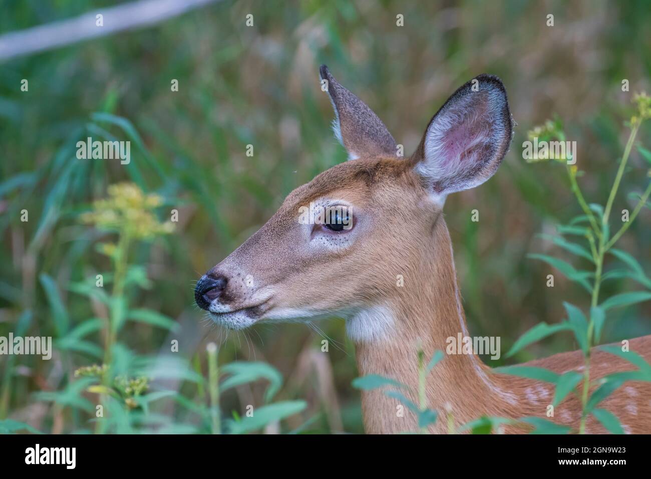 Daino dalla coda bianca Fawn in estate Foto Stock