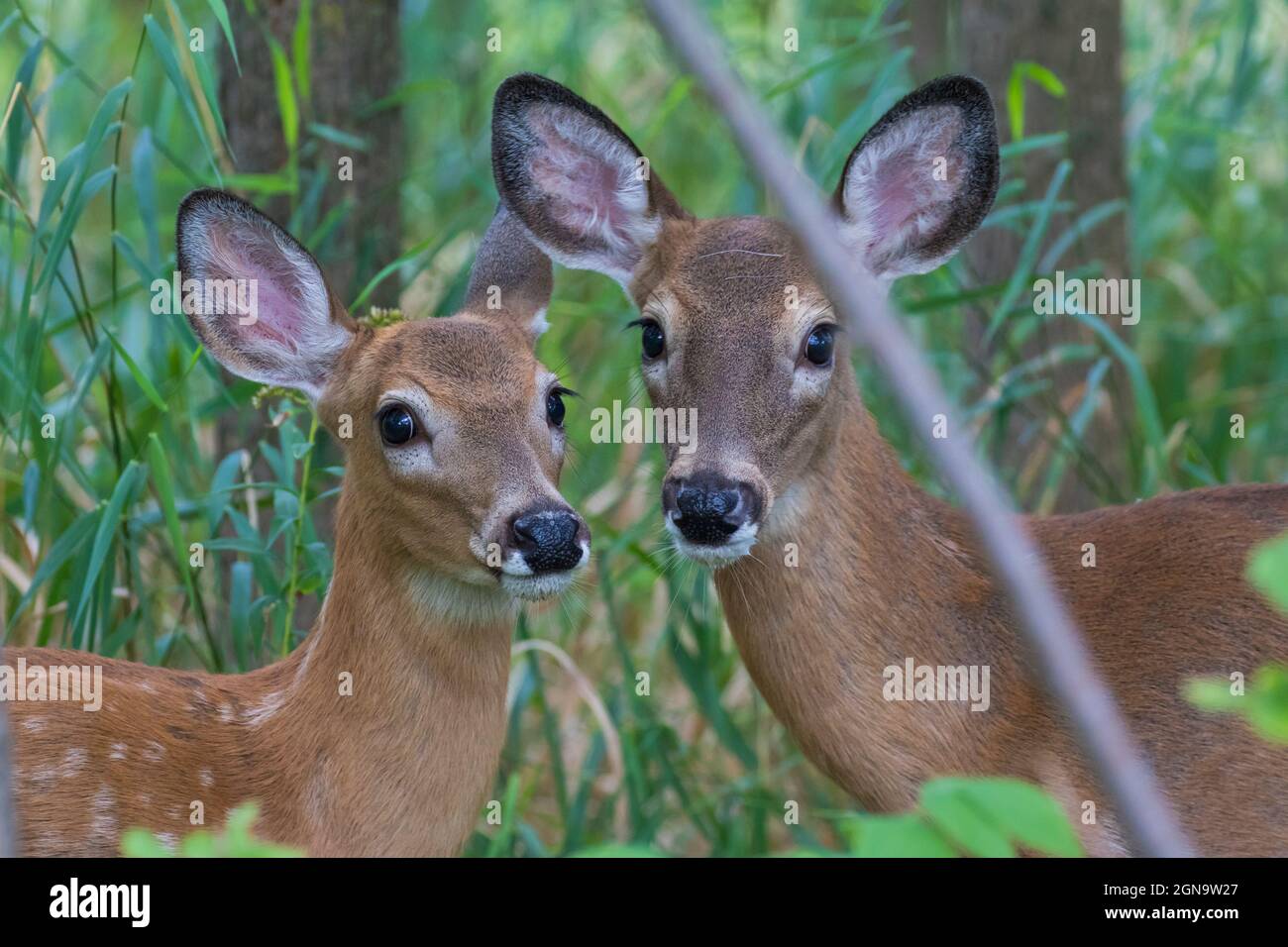 Daino dalla coda bianca Fawn in estate Foto Stock