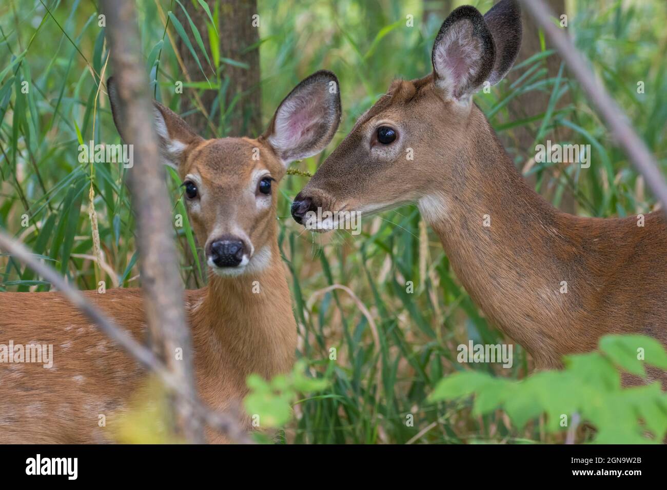 Daino dalla coda bianca Fawn in estate Foto Stock