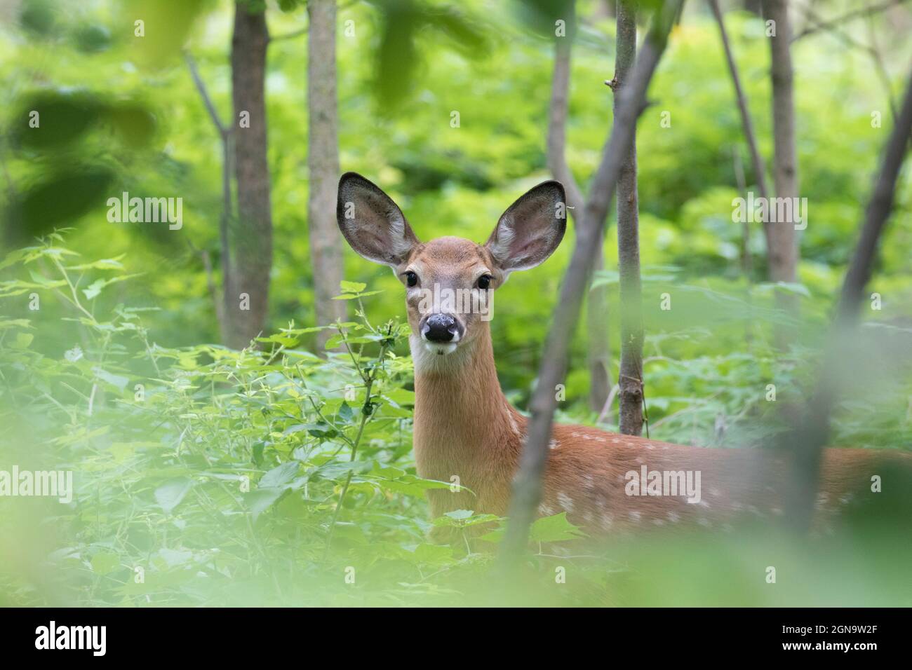 Daino dalla coda bianca Fawn in estate Foto Stock
