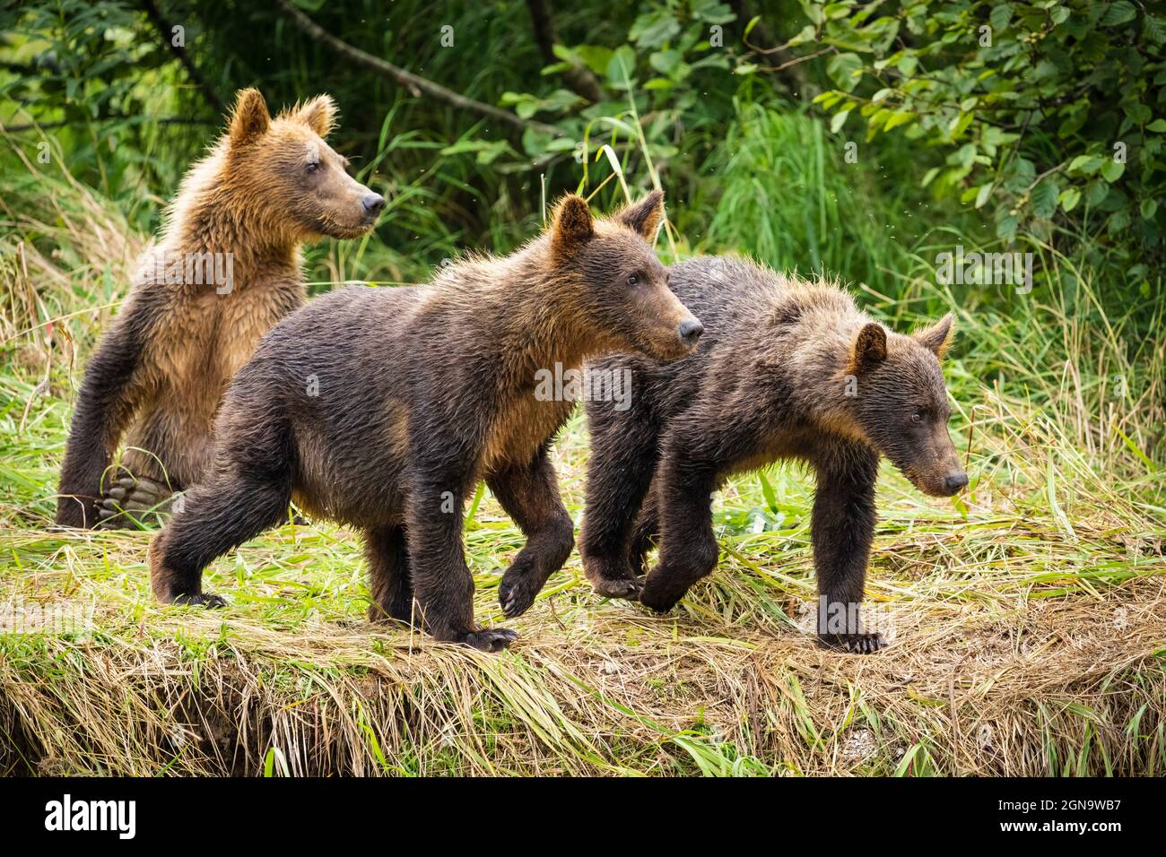 I cuccioli di orsacchiotti bruni osservano intentemente come la loro madre predica per il salmone in un ruscello nel Parco Nazionale di Katmai nell'Alaska sudoccidentale. Foto Stock