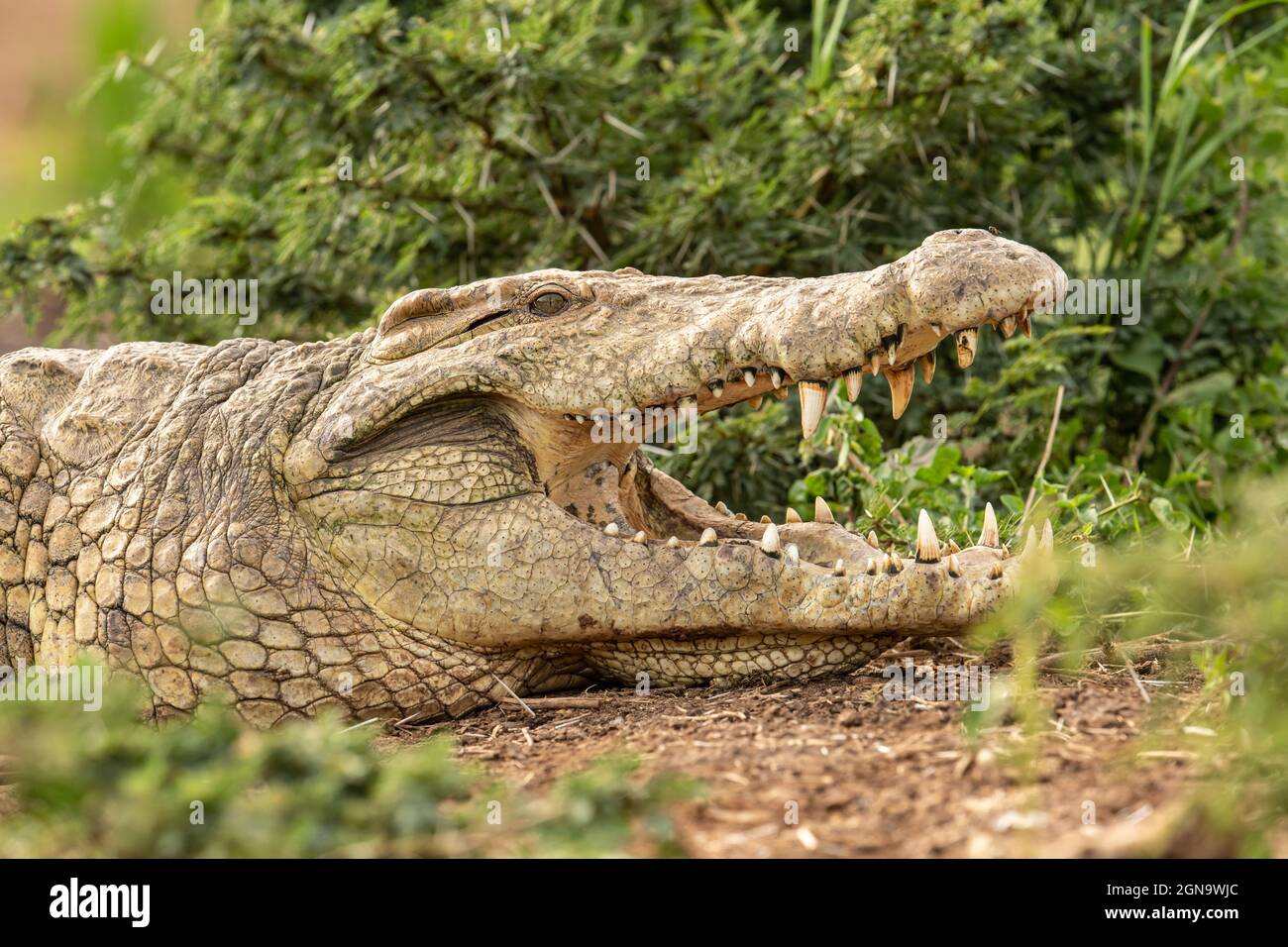 Il coccodrillo del Nilo, di circa 40 anni, si raffredda con la bocca aperta da un cespuglio di acacia. Foto Stock