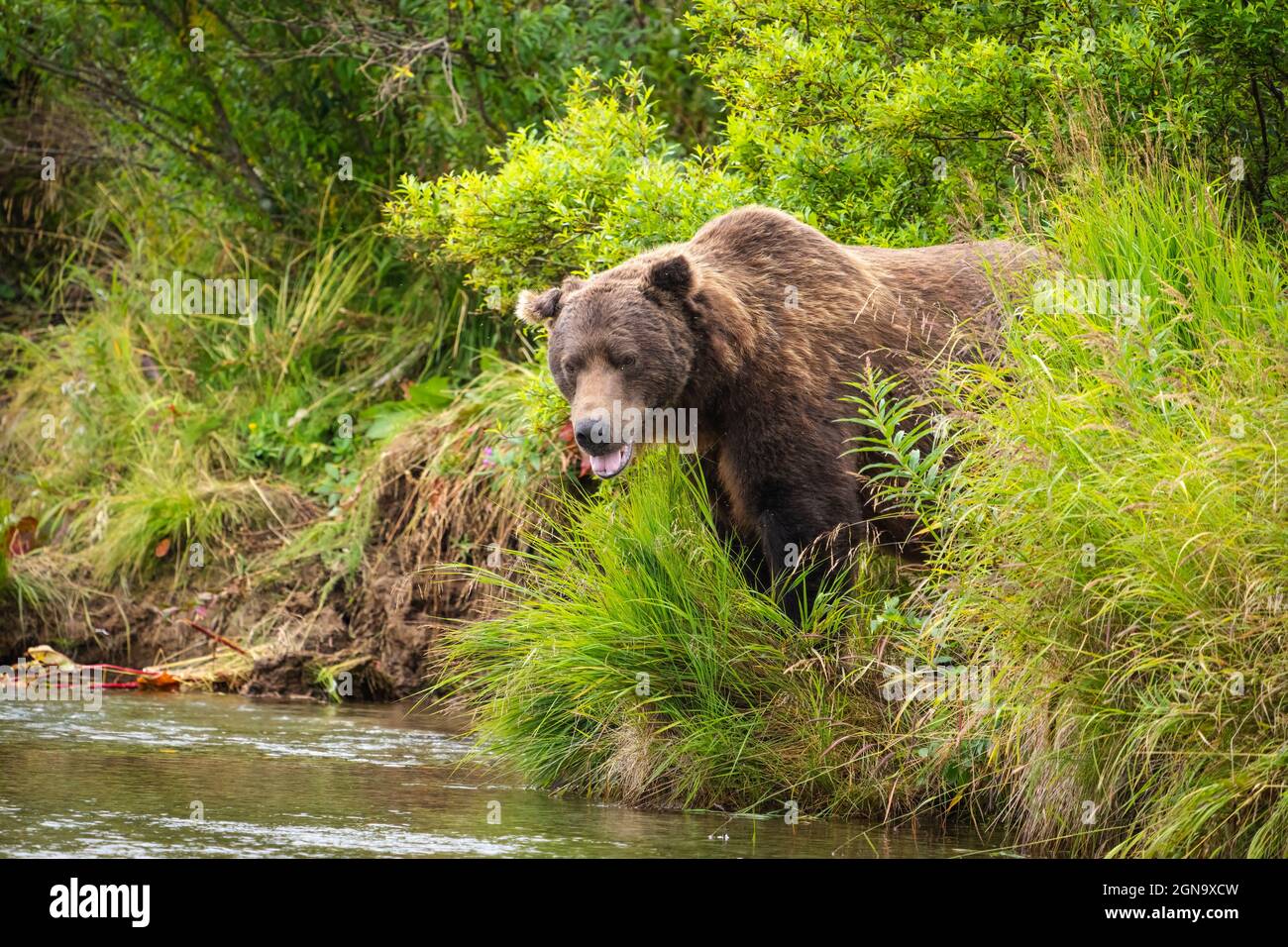 Grande maschio Brown Bear scansione flusso per salmone nel Parco Nazionale di Katmai in Alaska sud-occidentale. Foto Stock