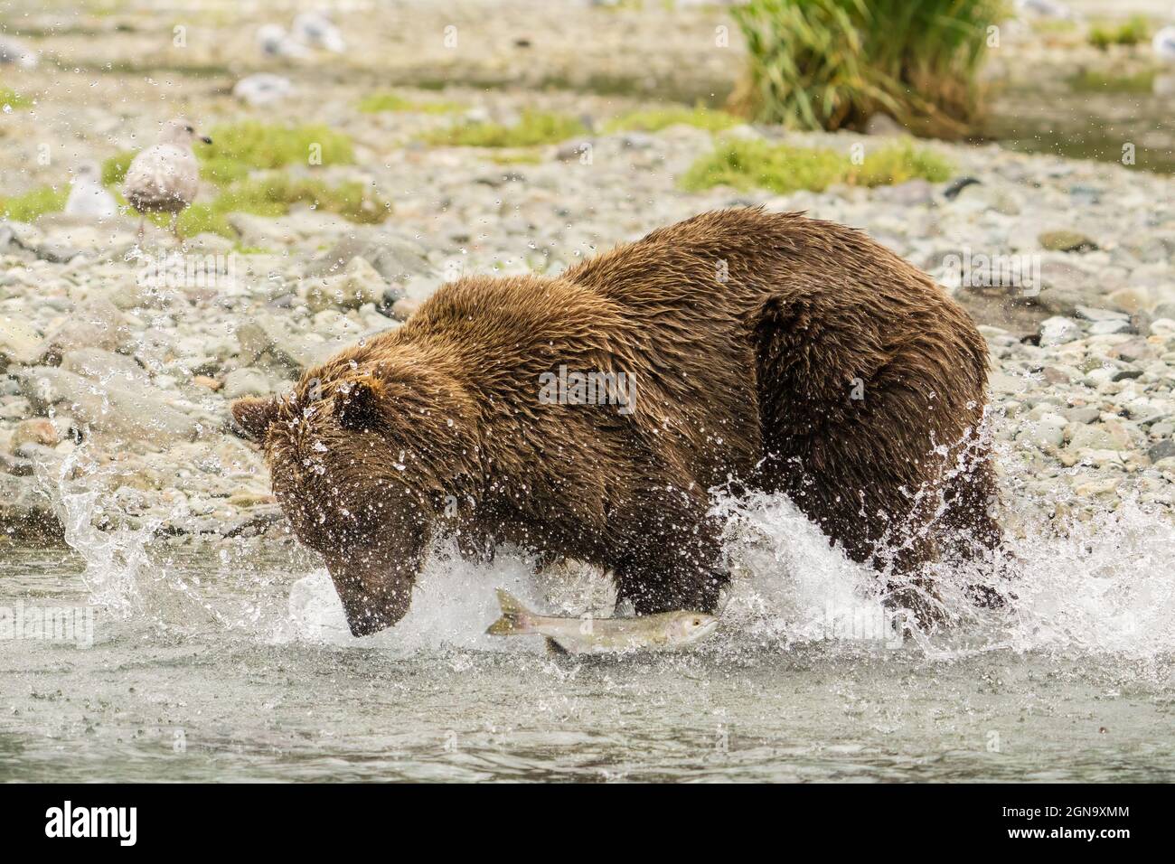 L'orso bruno affonde per il salmone nel Parco Nazionale di Katmai nell'Alaska sudoccidentale. Foto Stock