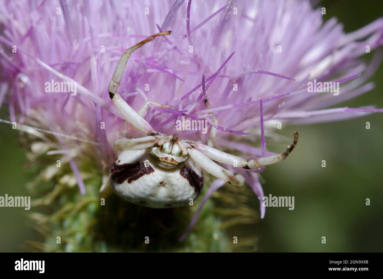 Whitebang Crab Spider, Misumenoides formosipes, agguantando su Thistle, Cirsium altissimum Foto Stock