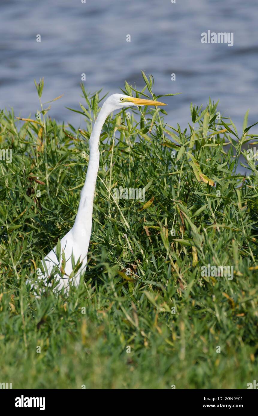 Airone bianco maggiore, Ardea alba Foto Stock