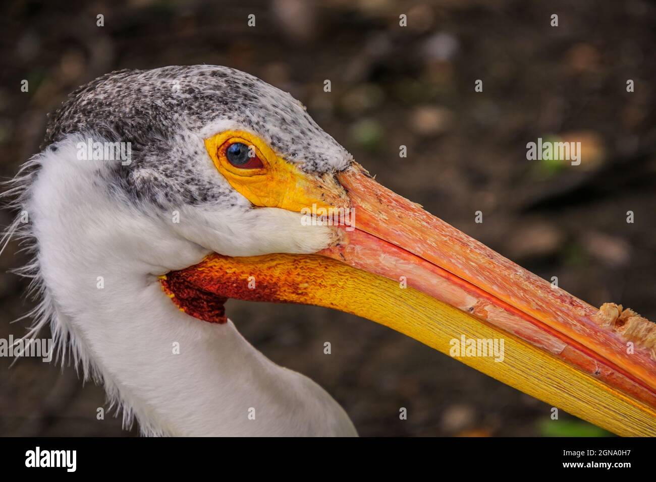 Americano bianco Pellicano Foto Stock