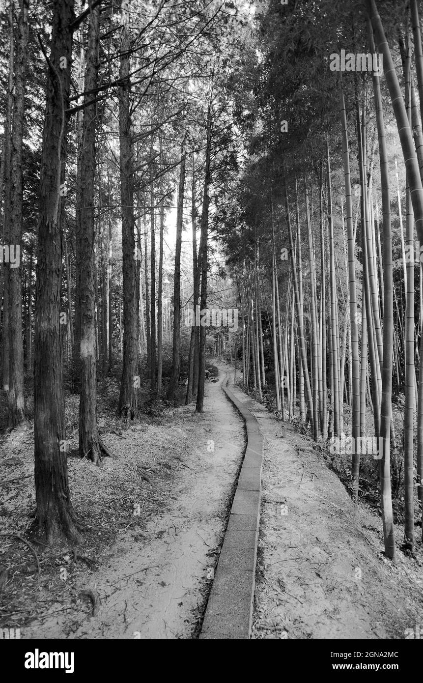 Tempio di Fushimi Inari e foreste di bambù circostanti Foto Stock
