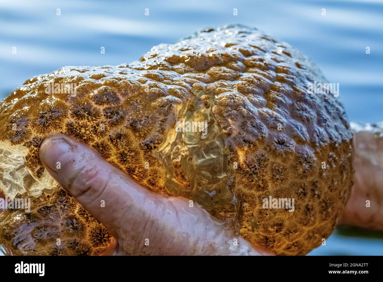 Bryozoan d'acqua dolce, Pectinatella magnifica, con un'interruzione che mostra l'interno gelatinoso, a Fawn Lake sulla penisola olimpica, Washington Stat Foto Stock
