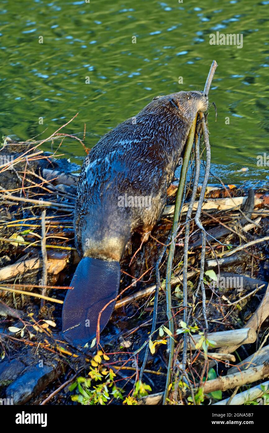 Un castore adulto 'Castor canadensis', salendo e sopra la sua diga con salici salici da salvare nel suo cache alimentare per l'inverno imminente Foto Stock