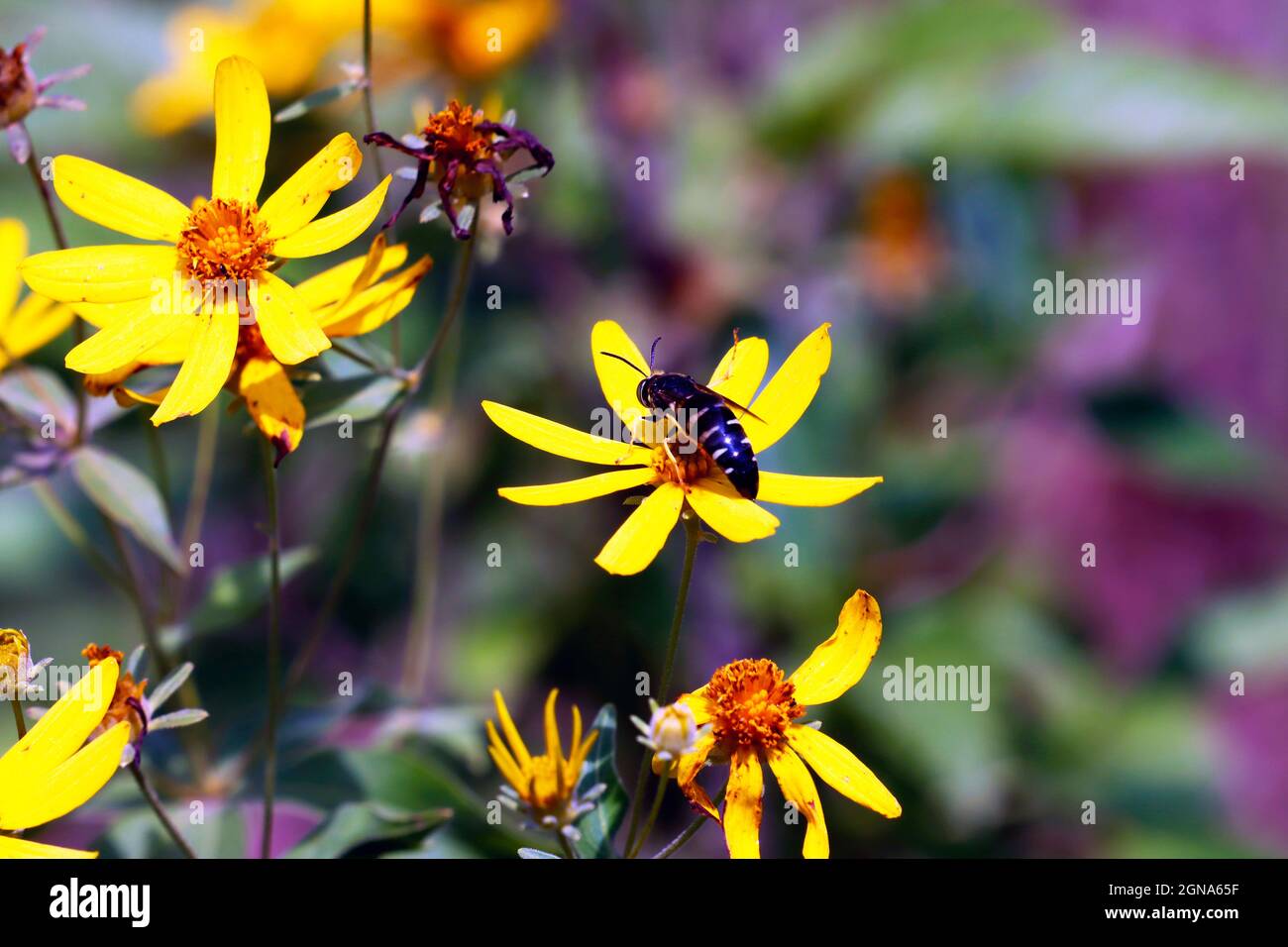 Macro maschio Scoliid wasp Campsomeris Plumipes - Dielis Plumipes su giallo farfalla in giorno di sole Foto Stock