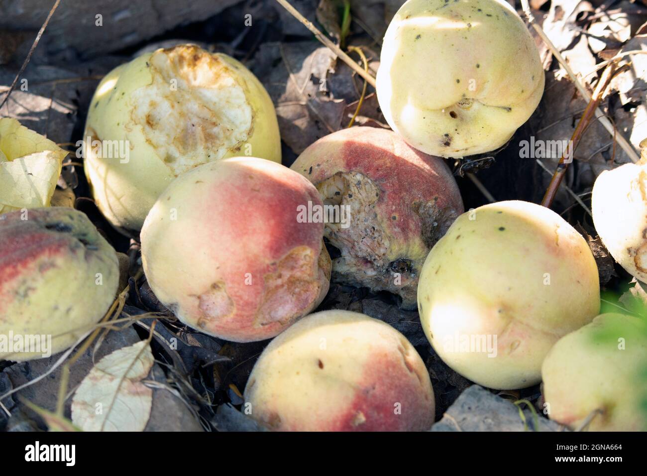 Vento di pesche mature marciume a terra Foto Stock