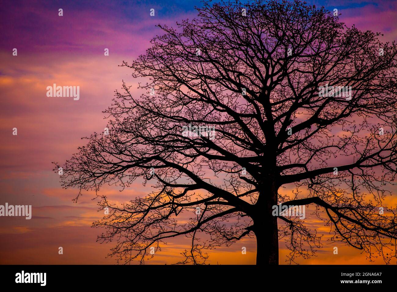 Silhouette di ceibo senza foglie con nuvole dipinte di arancio sullo sfondo Foto Stock