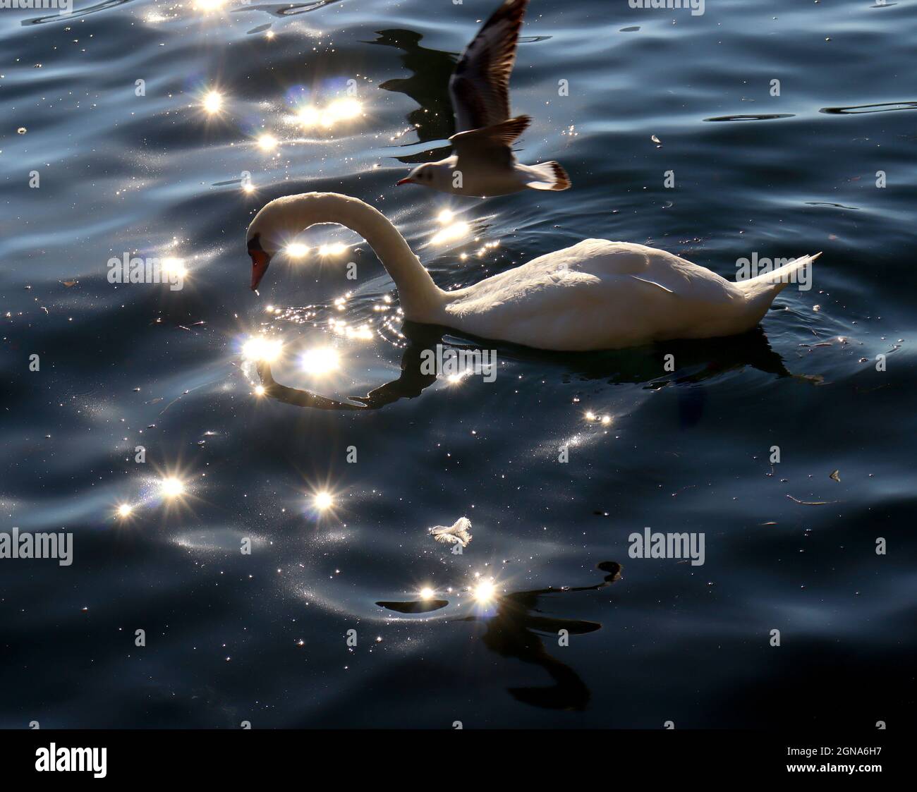 22 settembre 2021, Zurigo, Cantone di Zurigo, Svizzera: Sea Gull si affaccia su Swan nel Lago di Zurigo durante l'apertura del Festival del Film di Zurigo (Credit Image: © Amy Katz/ZUMA Press Wire) Foto Stock