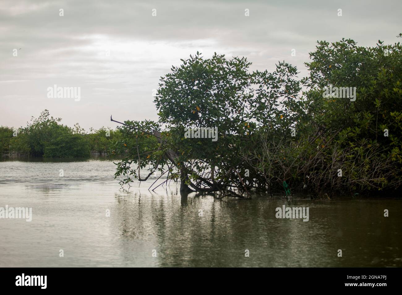 Paesaggio di paludi di mangrovie ecuadoriane, fiume, palma, Foto Stock
