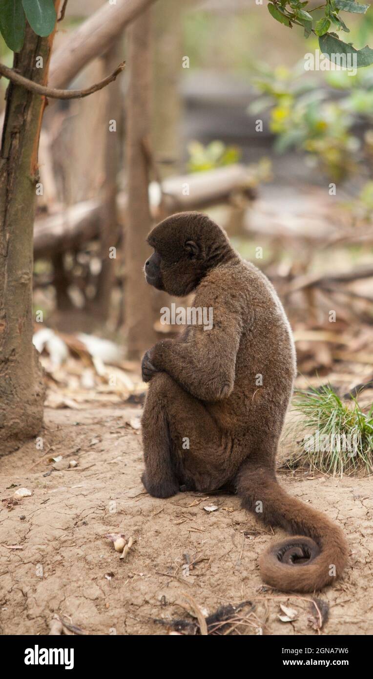 Marrone che pensa scimmia, fissando fuori, posando, coda Foto Stock