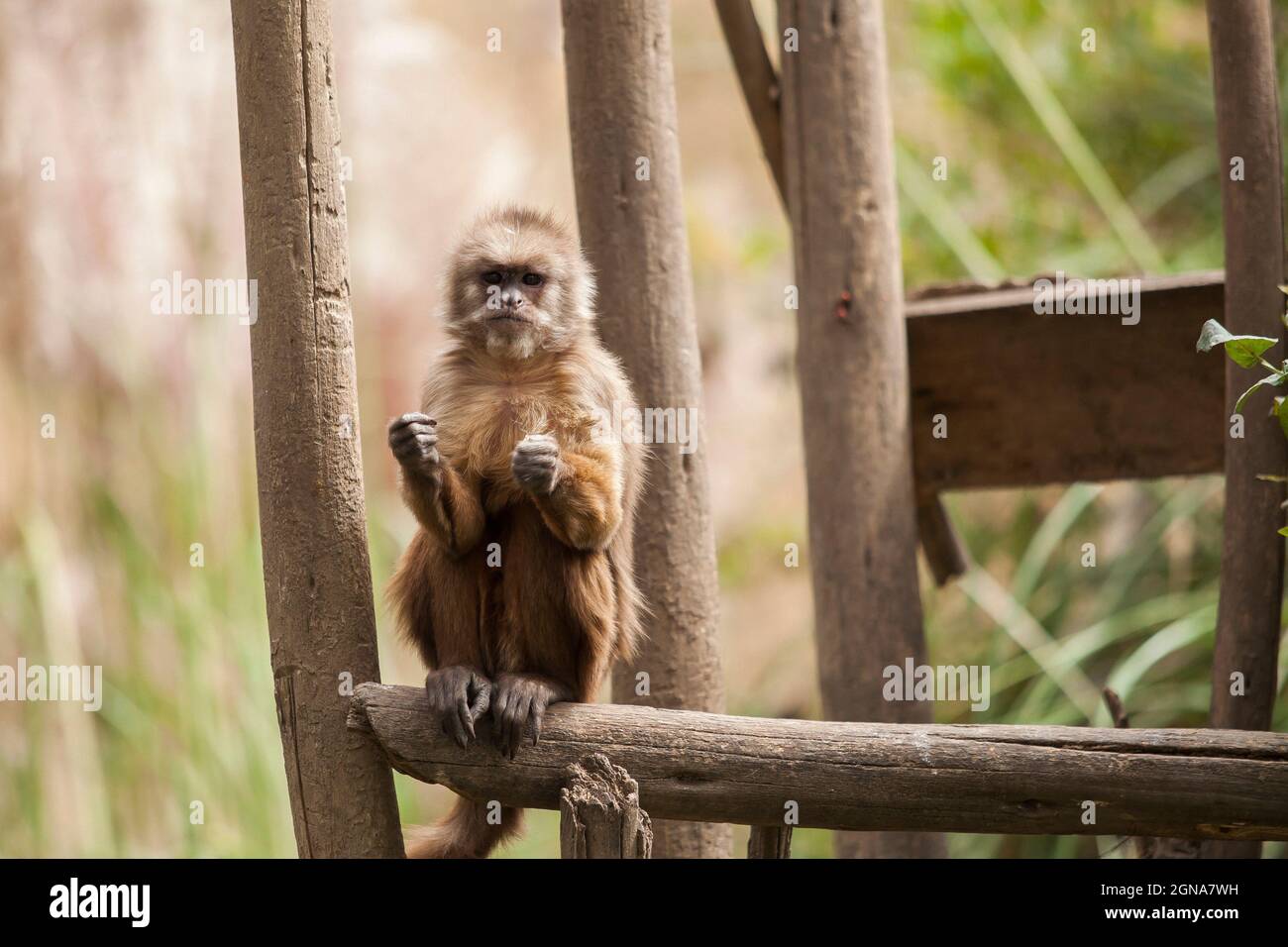 Scimmia che pensa marrone, fissando la fotocamera, posando, Foto Stock