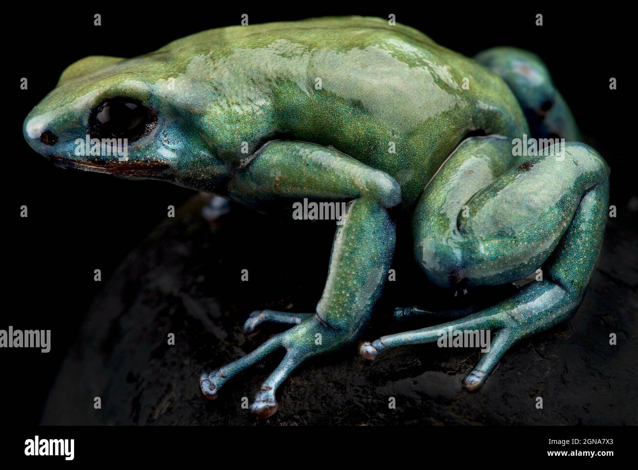Frana verde metallizzata (Dendrobates auratus) Foto Stock